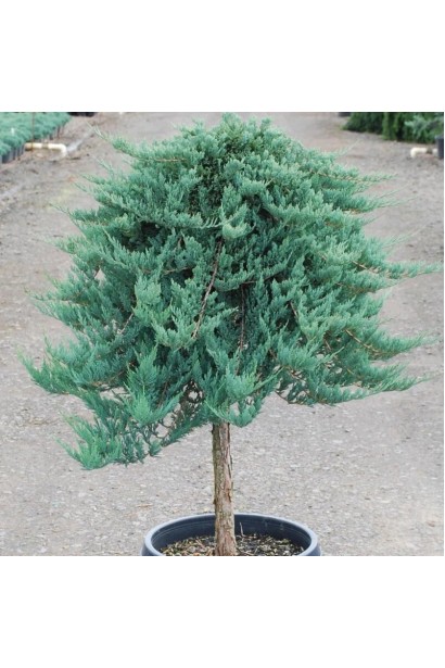 Ялівець горизонтальний Блю Чіп на штамбі 